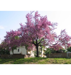 arbre-de-judee_Cercis_siliquastrum - Haie champetre  - Pepiniere Alsace - Vegetal Local Nord Est- Bio - Jardin forêt comestible - fruitier - permaculture