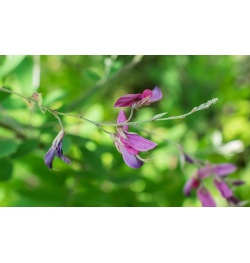 Lespedeza bicolore - Lespedeza bicolor - Haie champetre  - Pepiniere Alsace - Vegetal Local Nord Est - Bio - Jardin forêt comestible - fruitier - permaculture
