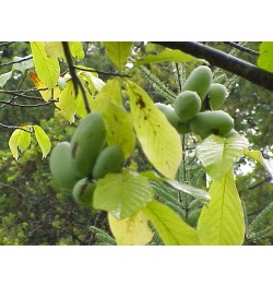 Asiminier - Asiminia triloba - Haie champetre  - Pepiniere Alsace - Vegetal Local Nord Est - Bio - Jardin forêt comestible - fruitier - permaculture