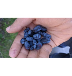 Chèvrefeuille comestible – Baie de mai ‘Redwood’ - Lonicera caerulea  - Haie champetre  - Pepiniere Alsace - Vegetal Local Nord Est - Bio - Jardin forêt comestible - fruitier - permaculture