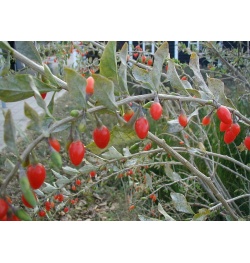 Goji - Lycium barbarum - Haie champetre  - Pepiniere Alsace - Vegetal Local Nord Est - Bio - Jardin forêt comestible - fruitier - permaculture