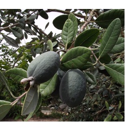 Goyavier du Brésil 'Apollo' - Feijoa sellowiana - Haie champetre  - Pepiniere Alsace - Vegetal Local Nord Est - Bio - Jardin forêt comestible - fruitier - permaculture