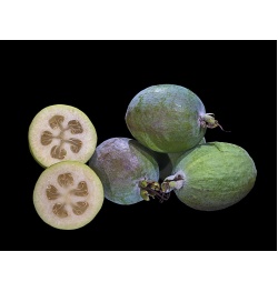 Goyavier du Brésil (variété commune) - Feijoa sellowiana  - Haie champetre  - Pepiniere Alsace - Vegetal Local Nord Est - Bio - Jardin forêt comestible - fruitier - permaculture