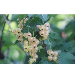 Groseillier à grappes 'Blanches de Versailles' - Ribes sativum - Haie champetre  - Pepiniere Alsace - Vegetal Local Nord Est - Bio - Jardin forêt comestible - fruitier - permaculture