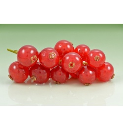 Groseillier à grappes 'Rouges de Versailles' - Ribes rubrum - Haie champetre  - Pepiniere Alsace - Vegetal Local Nord Est - Bio - Jardin forêt comestible - fruitier - permaculture
