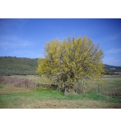 Micocoulier de Provence  - Celtis australis - Haie champetre  - Pepiniere Alsace - Vegetal Local Nord Est - Bio - Jardin forêt comestible - fruitier - permaculture