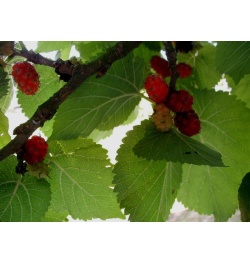 Mûrier rouge 'Illinois Everbearing' - Morus rubra - Haie champetre  - Pepiniere Alsace - Vegetal Local Nord Est - Bio - Jardin forêt comestible - fruitier - permaculture