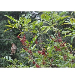 Poivre du Timut - Zanthoxylum armatum - Haie champetre  - Pepiniere Alsace - Vegetal Local Nord Est - Bio - Jardin forêt comestible - fruitier - permaculture
