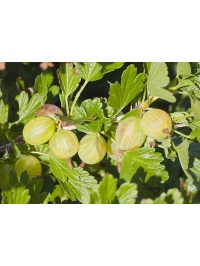 Groseillier à maquereau 'Hinnonmaki vert' - Ribes uva-crispa  - Haie champetre  - Pepiniere Alsace - Vegetal Local Nord Est - Bio - Jardin forêt comestible - fruitier - permaculture