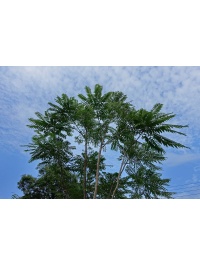 Arbre-salade-acajou-de-chine_Toona_sinensis - Haie champetre  - Pepiniere Alsace - Vegetal Local Nord Est- Bio - Jardin forêt comestible - fruitier - permaculture