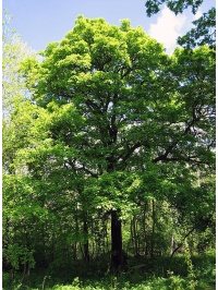 Alisier torminal - Sorbus torminalis- Haie champetre - Pepiniere Alsace - Vegetal Local Nord Est- Bio