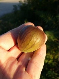 Figuier 'Türkiye' violette - Ficus carica - Haie champetre  - Pepiniere Alsace - Vegetal Local Nord Est - Bio - Jardin forêt comestible - fruitier - permaculture