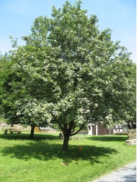 Alisier blanc - Sorbus aria - Haie champetre  - Pepiniere Alsace - Vegetal Local Nord Est - Bio - Jardin forêt comestible - fruitier - permaculture
