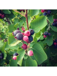 Amelanchier_a_grande_fleur__Prince_William - Amelanchier grandiflora - aie champetre - Pepiniere Alsace - Vegetal Local Nord Est- Bio