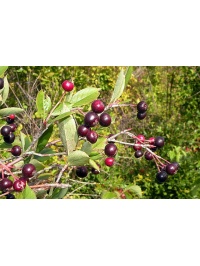 aronie_a_feuille_de_prunier_aron_aronia_prunifolia_aron_Haie champetre  - Pepiniere Alsace - Vegetal Local Nord Est- Bio - Jardin forêt comestible - fruitier - permaculture