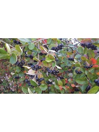 aronie_a_feuille_de_prunier_aronia_prunifolia_Haie champetre  - Pepiniere Alsace - Vegetal Local Nord Est- Bio - Jardin forêt comestible - fruitier - permaculture