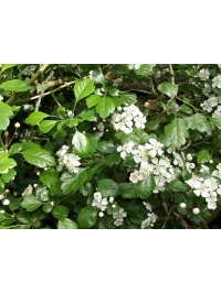 Aubépine à deux styles - Crataegus laevigata  - Haie champetre  - Pepiniere Alsace - Vegetal Local Nord Est - Bio - Jardin forêt comestible - fruitier - permaculture