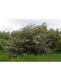Aubépine monogyne - Crataegus monogyna  - Haie champetre  - Pepiniere Alsace - Vegetal Local Nord Est - Bio - Jardin forêt comestible - fruitier - permaculture