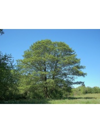 Aulne glutineux - Alnus glutinosa  - Haie champetre  - Pepiniere Alsace - Vegetal Local Nord Est - Bio - Jardin forêt comestible - fruitier - permaculture