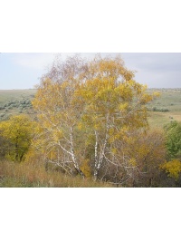 Bouleau- Betula pendula - Haie champetre  - Pepiniere Alsace - Vegetal Local Nord Est - Bio - Jardin forêt comestible - fruitier - permaculture