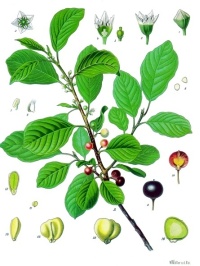 Bourdaine - Frangula alnus  - Haie champetre  - Pepiniere Alsace - Vegetal Local Nord Est - Bio - Jardin forêt comestible - fruitier - permaculture