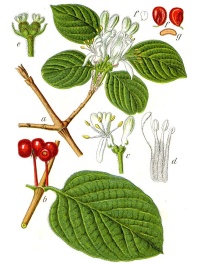 Camérisier à balai - Lonicera xylosteum - Haie champetre  - Pepiniere Alsace - Vegetal Local Nord Est - Bio - Jardin forêt comestible - fruitier - permaculture