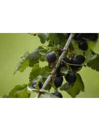 Caseille ‘Josta’ - Ribes nigrum x divaricatum x uva-crispa - Haie champetre  - Pepiniere Alsace - Vegetal Local Nord Est - Bio - Jardin forêt comestible - fruitier - permaculture