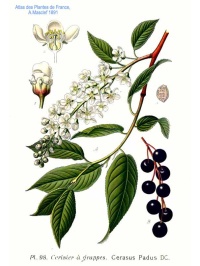 Cerisier à grappe - Prunus padus - Haie champetre  - Pepiniere Alsace - Vegetal Local Nord Est - Bio - Jardin forêt comestible - fruitier - permaculture