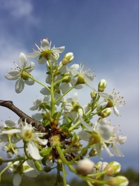 Cerisier de Sainte-Lucie - Prunus mahaleb - Haie champetre  - Pepiniere Alsace - Vegetal Local Nord Est - Bio - Jardin forêt comestible - fruitier - permaculture