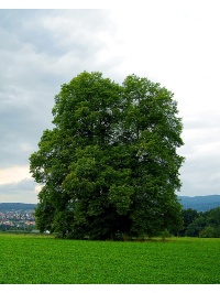Charme - Carpinus betulus - Haie champetre  - Pepiniere Alsace - Vegetal Local Nord Est - Bio - Jardin forêt comestible - fruitier - permaculture