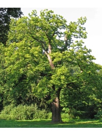 Châtaignier - Castanea sativa - Haie champetre  - Pepiniere Alsace - Vegetal Local Nord Est - Bio - Jardin forêt comestible - fruitier - permaculture