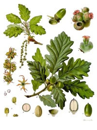 Chêne sessile - Quercus petraea - Haie champetre  - Pepiniere Alsace - Vegetal Local Nord Est - Bio - Jardin forêt comestible - fruitier - permaculture