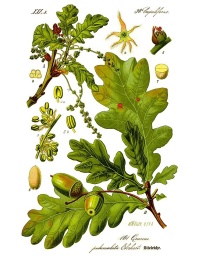 Chêne pédonculé - Quercus robur - Haie champetre  - Pepiniere Alsace - Vegetal Local Nord Est - Bio - Jardin forêt comestible - fruitier - permaculture