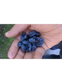 Chèvrefeuille comestible – Baie de mai ‘Redwood’ - Lonicera caerulea  - Haie champetre  - Pepiniere Alsace - Vegetal Local Nord Est - Bio - Jardin forêt comestible - fruitier - permaculture