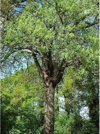 Cormier - Sorbus domestica - Haie champetre  - Pepiniere Alsace - Vegetal Local Nord Est - Bio - Jardin forêt comestible - fruitier - permaculture