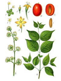 Cornouiller mâle - Cornus mas - Haie champetre  - Pepiniere Alsace - Vegetal Local Nord Est - Bio - Jardin forêt comestible - fruitier - permaculture