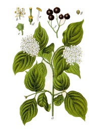 Cornouiller sanguin - Cornus sanguinea - Haie champetre  - Pepiniere Alsace - Vegetal Local Nord Est - Bio - Jardin forêt comestible - fruitier - permaculture