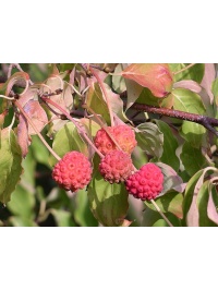 Cornouiller de Chine - Cornus kousa chinensis - Haie champetre  - Pepiniere Alsace - Vegetal Local Nord Est - Bio - Jardin forêt comestible - fruitier - permaculture