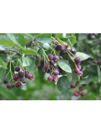 Amelanchier bas amelanchier humilis Haie champetre  - Pepiniere Alsace - Vegetal Local Nord Est- Bio - Jardin forêt comestible - fruitier - permaculture 