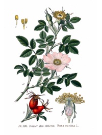 Églantier - Rosa canina - Haie champetre  - Pepiniere Alsace - Vegetal Local Nord Est - Bio - Jardin forêt comestible - fruitier - permaculture