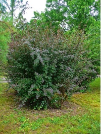 Épine-vinette - Berberis vulgaris - Haie champetre  - Pepiniere Alsace - Vegetal Local Nord Est - Bio - Jardin forêt comestible - fruitier - permaculture