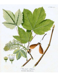 Érable sycomore - Acer pseudoplatanus  - Haie champetre  - Pepiniere Alsace - Vegetal Local Nord Est - Bio - Jardin forêt comestible - fruitier - permaculture