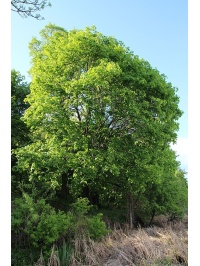 Érable plane - Acer platanoides  - Haie champetre  - Pepiniere Alsace - Vegetal Local Nord Est - Bio - Jardin forêt comestible - fruitier - permaculture