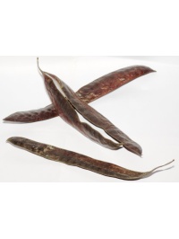 Févier d’Amérique - Gleditsia triacanthos - Haie champetre  - Pepiniere Alsace - Vegetal Local Nord Est - Bio - Jardin forêt comestible - fruitier - permaculture