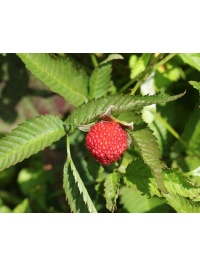 Framboisier Fraise Japonais - Rubus illecebrosus - Haie champetre  - Pepiniere Alsace - Vegetal Local Nord Est - Bio - Jardin forêt comestible - fruitier - permaculture