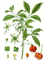 Fusain d’Europe - Euonymus europeaus - Haie champetre  - Pepiniere Alsace - Vegetal Local Nord Est - Bio - Jardin forêt comestible - fruitier - permaculture