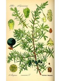 Genévrier commun - Juniperus communis - Haie champetre  - Pepiniere Alsace - Vegetal Local Nord Est - Bio - Jardin forêt comestible - fruitier - permaculture