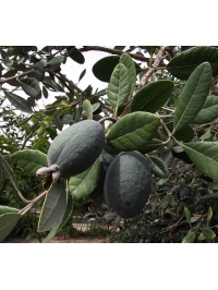 Goyavier du Brésil 'Apollo' - Feijoa sellowiana - Haie champetre  - Pepiniere Alsace - Vegetal Local Nord Est - Bio - Jardin forêt comestible - fruitier - permaculture