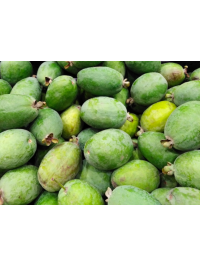 Goyavier du Brésil 'Mammouth' - Feijoa sellowiana  - Haie champetre  - Pepiniere Alsace - Vegetal Local Nord Est - Bio - Jardin forêt comestible - fruitier - permaculture