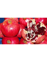 Grenadier 'Fina Tendral' - Punica granatum - Haie champetre  - Pepiniere Alsace - Vegetal Local Nord Est - Bio - Jardin forêt comestible - fruitier - permaculture